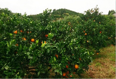 懷化星藍(lán)肥業(yè)科技有限公司,摻混肥,硝鈣基高氮肥,硝硫基高氮肥,生物酶活化磷,活化鈣鎂磷 懷化星藍(lán)肥業(yè)科技有限公司,摻混肥,硝鈣基高氮肥,硝硫基高氮肥,生物酶活化磷,活化鈣鎂磷